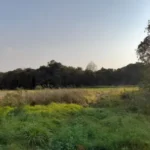 Fazenda / Sítio / Chácara em Umbara